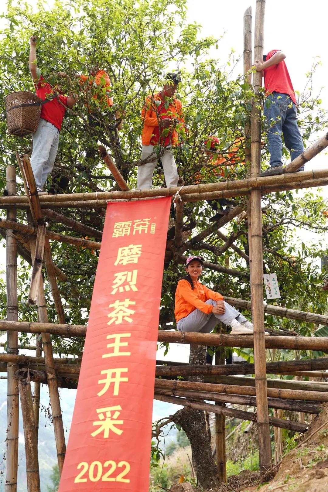 图片